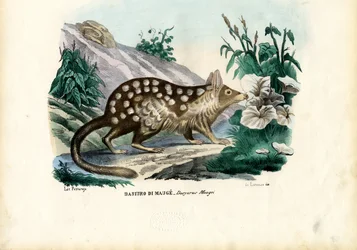 Quoll, 1863-79